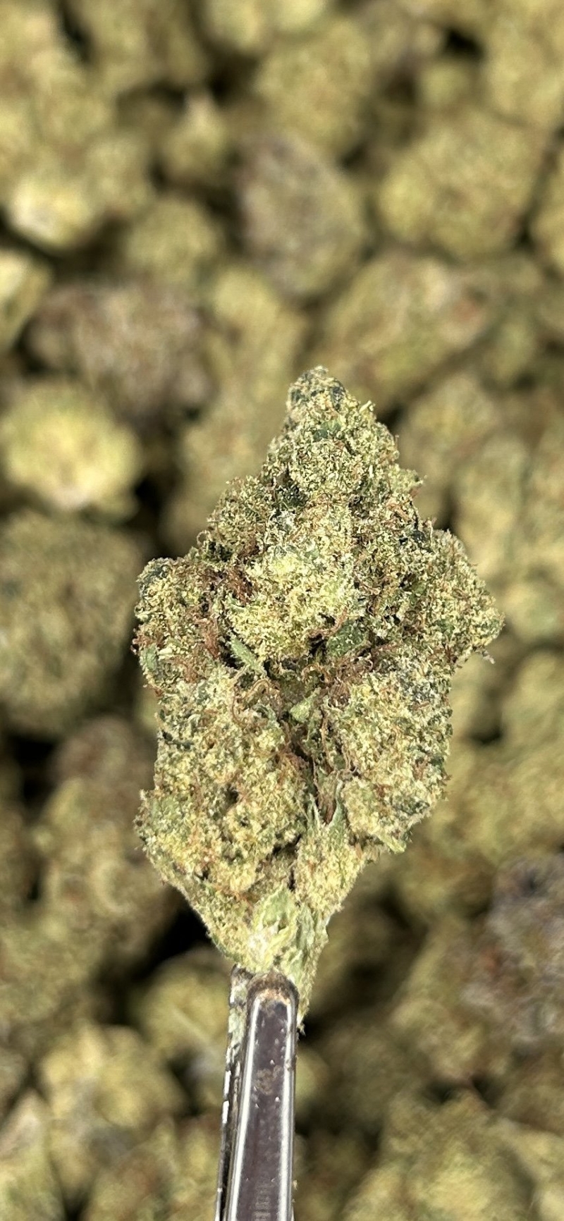 Northern Lights