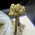 Brass Monkey THCA flower