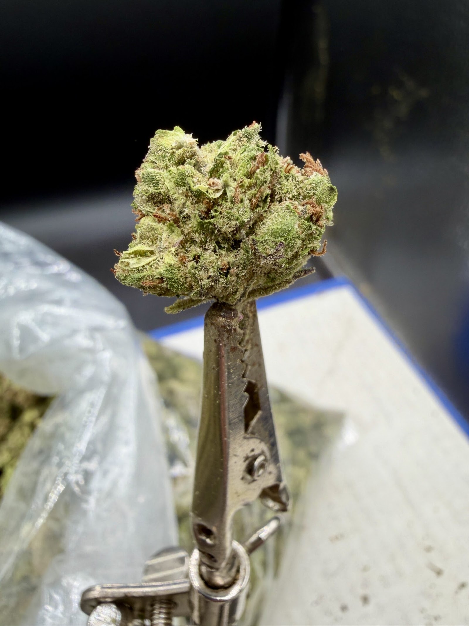 Brass Monkey THCA flower