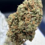Devil's Lettuce THCA flower