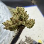 Gas Works THCA flower