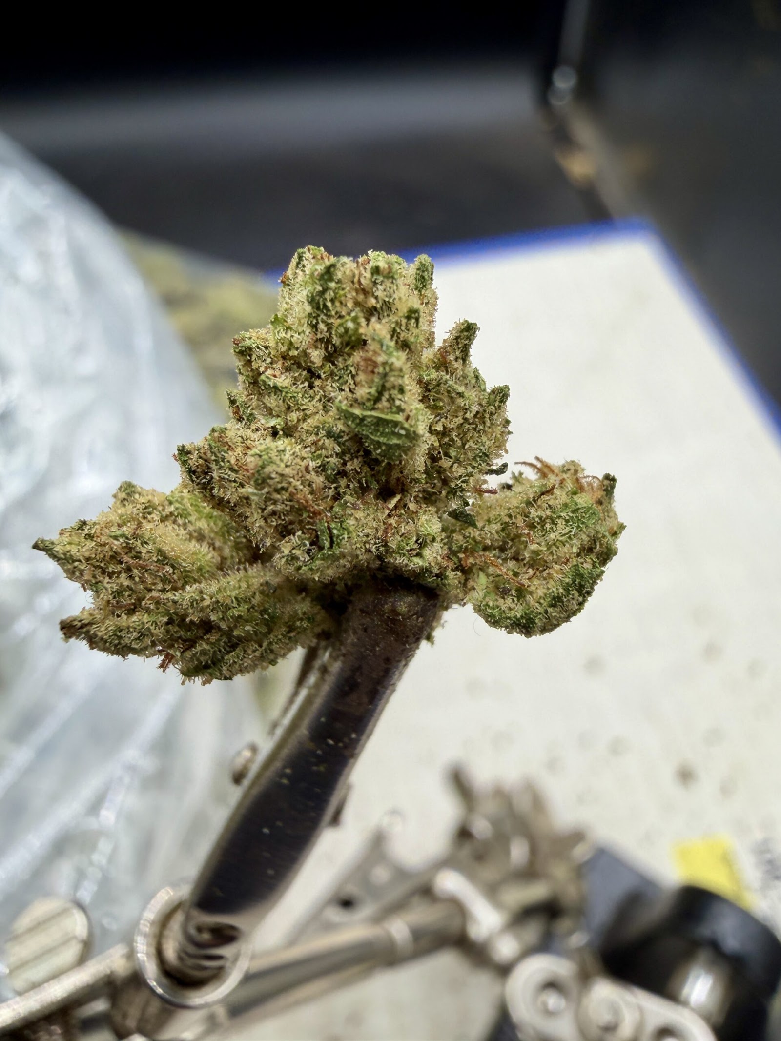 Gas Works THCA flower