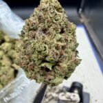 Guava Java THCA flower