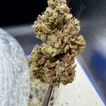 Jungle Juice THCA flower