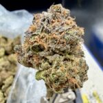 Midnight Berry THCA flower