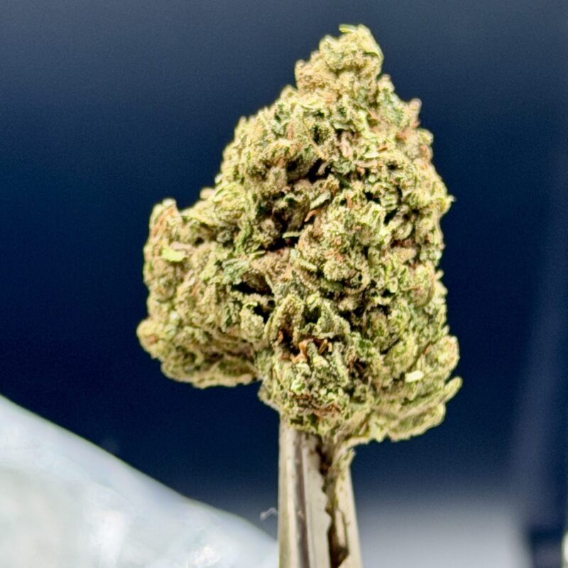 Papaya Runtz THCA flower