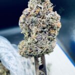 Scented Marker THCA flower