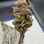 Sour Runtz THCA flower