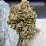 Sun Spot THCA flower